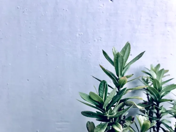 ヒッポジーノ カジノ サポート